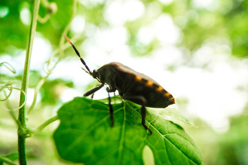  Close-up of ladybug on plant,Close-up of ladybug on finger,Close-up of ladybug on hand,Playing with a ladybug.,Ladybird sat on the end of my thumb