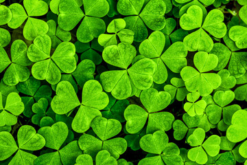 Background with green clover leaves for Saint Patrick's day. Shamrock as a symbol of fortune.