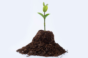 Newly grown plant seedlings on the soil