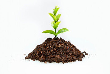 Newly grown plant seedlings on the soil