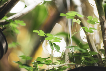  Trifolium are annual herbaceous plants. Trifolium  grown alone or in mixtures with other...