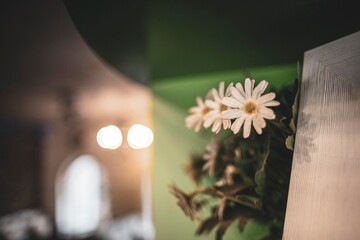 Asteraceae plant in Compositae family,Asteraceaes in a glass blurred background Aster daisy composite flower Asteraceae Compositae,Compositae helping to support the child girl to stand up 