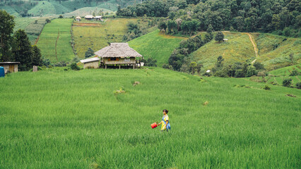 The hill tribe woman in Ban Pa Bong Piang, Chiangmai Province, Thailand. enjoying in rice field...