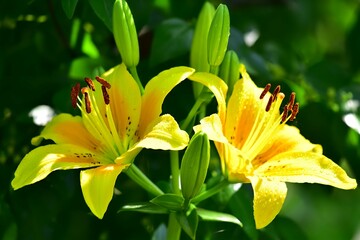 Fototapeta premium yellow lily flower