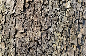 bark of tree