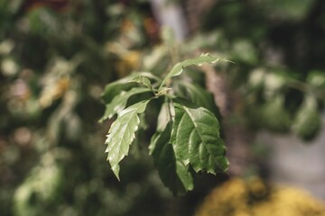  Flowers and leaves against the sun will be more beautiful, all magical from the rays of sunlight spreading across the forest