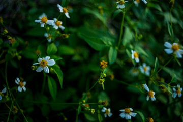 Bidens pilosa is an annual herbaceous plant that grows in bushes, up to 1 meter tall. leaves of...