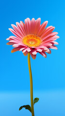 Colorful beauty plant water hibiscus red tropical frangipani flowers spa stones Beautiful pink water lily flower made rose water splashed white light emanating floating macro Photography Generative Ai