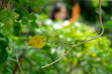 There are many types of leaves in the forest, such as oval, bow-shaped, saw-shaped, round, oval,...