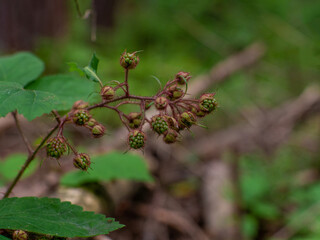 Blackberry plant grows in a woods