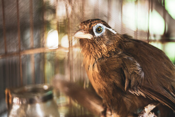 Close-up of yellow budgerigar in cage,Parrot, Budgies are beautiful
Close-up of parrot perching against black background,