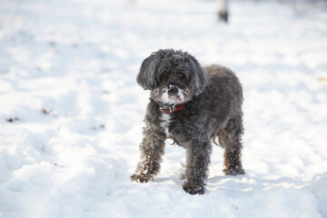 cute black dog in snow, winter time