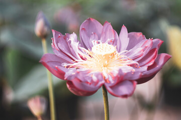 The lotus blooms in the morning in the swamp. Beautiful water plants floating in the water like...