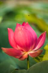 Fototapeta premium The lotus blooms in the morning in the swamp. Beautiful water plants floating in the water like Lotus in soft natural light. Lotus flowers in the evening.Close-up of water lily blooming outdoors