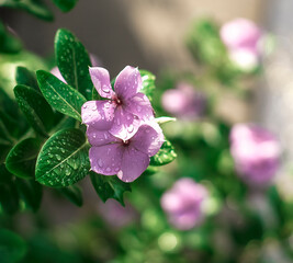 Madagascar Periwinkle Plant of the species Catharanthus roseus,white beautyful Vinca flower or Periwinkle Rose flower in garden or other name is bright eyes, Cape periwinkle, Madagascar periwinkle, 