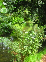 Close-up of green leaves and bush in the pond in the forest