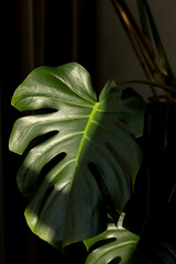 The openwork leaf of the monstera is half illuminated by the sun. Close-up