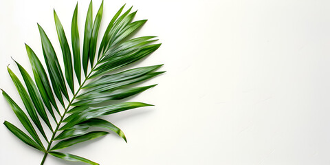 single green areca palm tropical leaf in green color washed on isolated flat white background, copy space, banner, generative ai