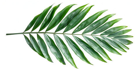 single green areca palm tropical leaf in green color washed on isolated flat white background, copy space, banner, generative ai