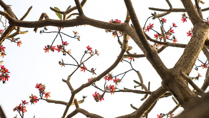 Close-up of wet yellow plumeria flower,Close-up of yellow flowering plant,Plumeria flowers, close-up of pink flowering plant against sky,Plumeria on stone seat