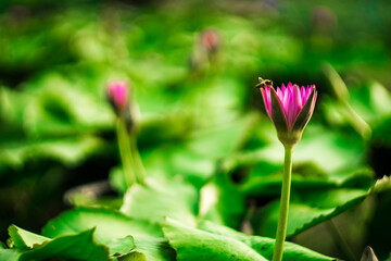 Beautiful lotus in lake,High angle view of pink lotus water lilies in lake,Lotus pond in...