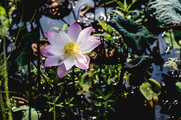 full bloom royal lotus flowers green leaves in lotus pond. china, Full bloom Royal lotus flowers among green leaves in famous Summer lotus pond of West Lake.
