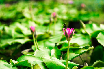 full bloom royal lotus flowers green leaves in lotus pond. china, Full bloom Royal lotus flowers...
