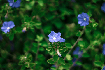 A peaceful floral composition featuring a purple flower and out-of-focus greenery.