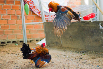 fighting chickens at the chicken farm, they are prepared for bloody battles for hundreds of...