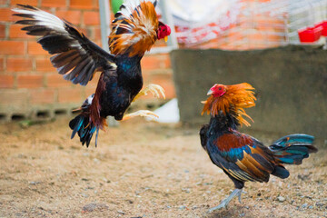 fighting chickens at the chicken farm, they are prepared for bloody battles for hundreds of millions of Vietnamese dong.
Three chickens standing on a patch of grass in the snow during winter.