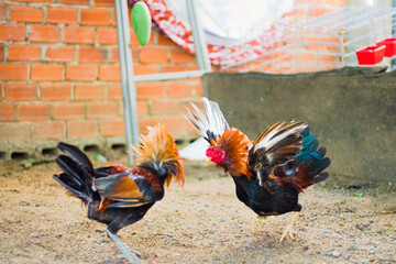 fighting chickens at the chicken farm, they are prepared for bloody battles for hundreds of...