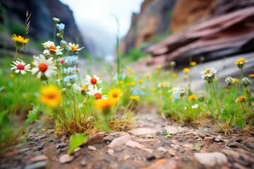 colorful wildflowers dotting a green canyon floor