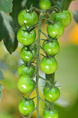 green tomatoes on vine