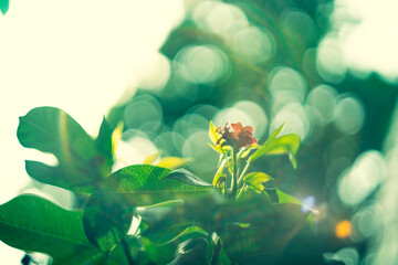 Bokeh is a quite popular photography technique that uses low-intensity light from decorative tree...