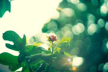 Bokeh is a quite popular photography technique that uses low-intensity light from decorative tree...