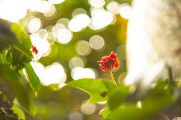 Bokeh is a quite popular photography technique that uses low-intensity light from decorative tree...