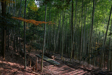 bamboo grove Bishamon-do autumn Kyoto