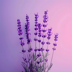 lavender flowers background, Minimalistic lavender on gradient purple background