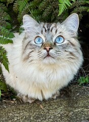 Naklejka na ściany i meble Ragdoll - Persian cat with blue eyes sitting in the garden