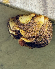 Honey bee hive 
