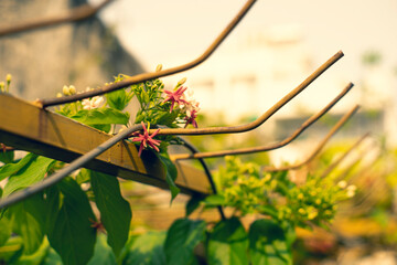 Combretum indicum are blooming and green leaf at summer,Combretum indicum flower are blooming and...