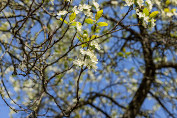 Fototapeta premium spring garden with cherry blossoms in sunny weather