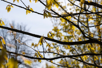 a flowering maple tree in the spring season, a spring park