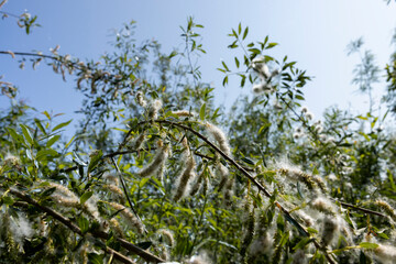 light white fluff from willow in spring