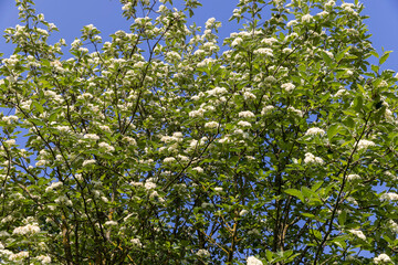 rowan flowers during flowering in spring park