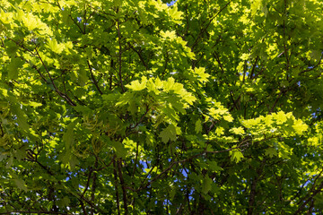 Fototapeta na wymiar a maple tree in sunny weather against a blue sky background