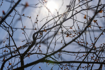 spring park with birch trees with the first red foliage