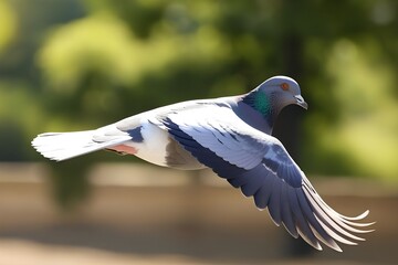 Tranquil-scene-of-a-pigeon-soaring-gracefully-under-the-endless-blue-canopy,pigeon-in-the-sky-background