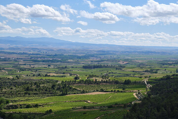 Fototapeta na wymiar fields of vineyards in La Rioja, spain