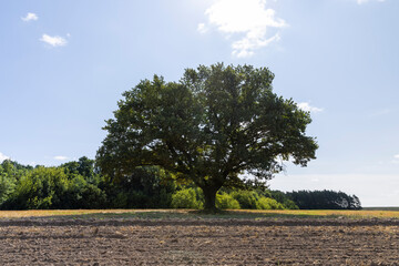 a harvested wheat crop and one oak with green foliage in the field